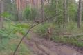 Почему лось — «рыжий»? Ответ на летнем снимке госинспекторов Бузулукского бора