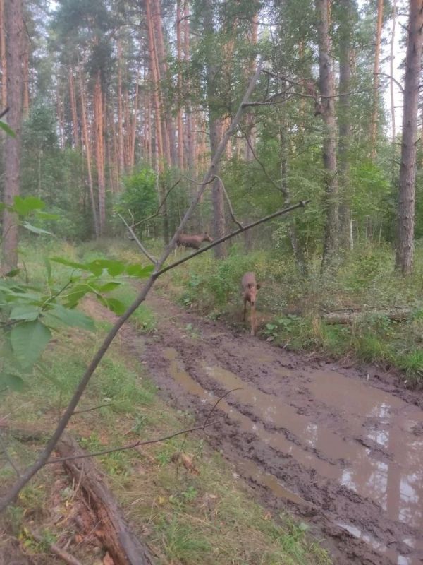«Рыжие сохатые»: как лосята набирают по 150 кг за первые полгода жизни «Рыжие сохатые»: как лосята набирают по 150 кг за первые полгода жизни