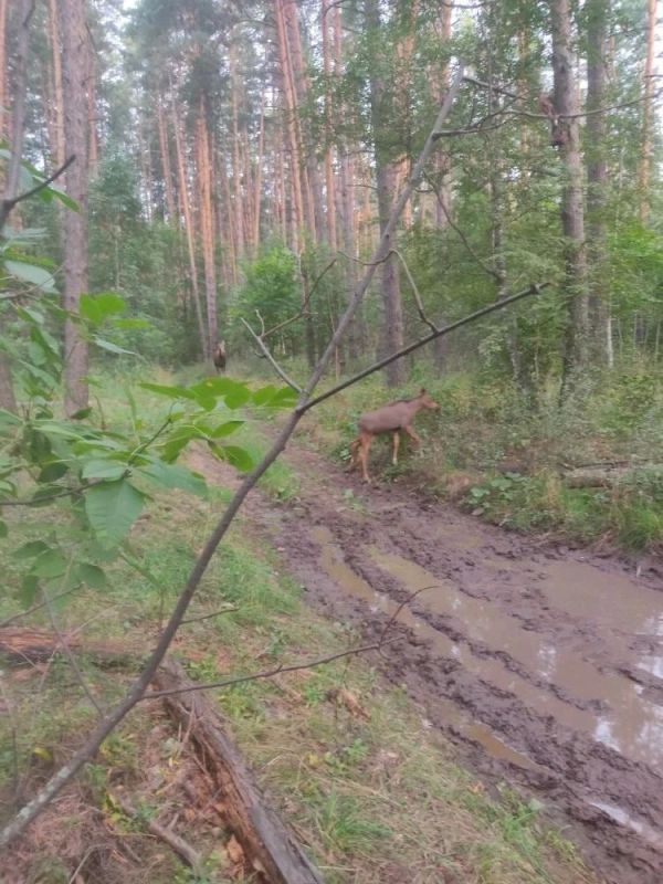 Лосиное семейство в объективе: как подрастают сохатые в Бузулукском бору Лосиное семейство в объективе: как подрастают сохатые в Бузулукском бору