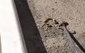 �������� ���� ������� �� ������� �������� � ���������
