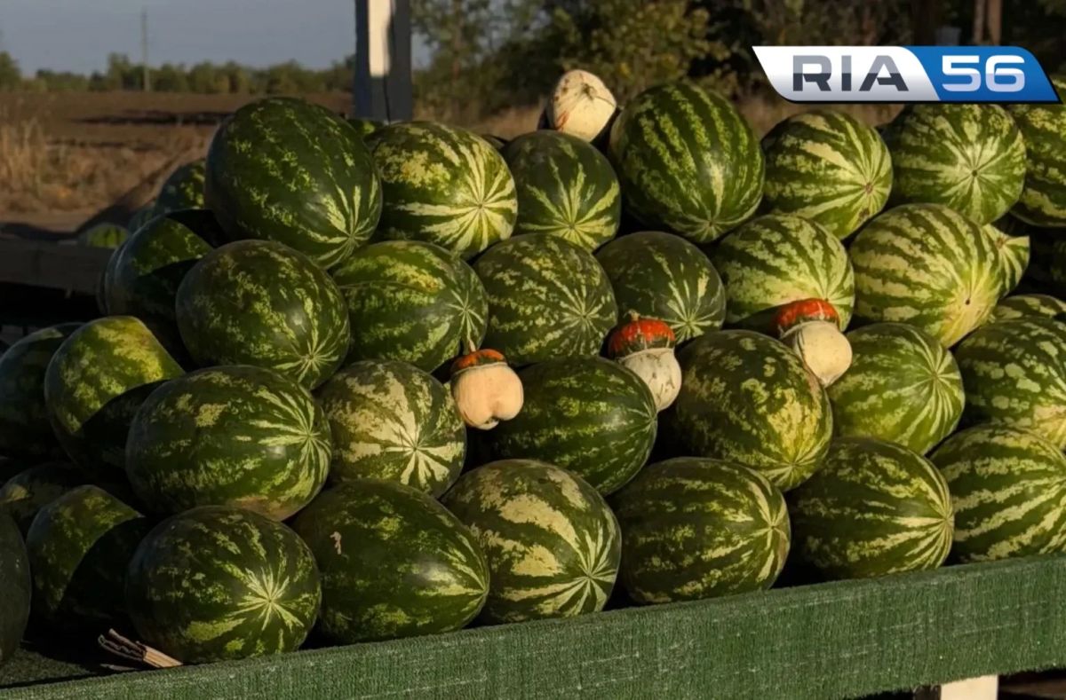В Соль-Илецке на местных рынках начали продавать арбузы сорта «Холодок»