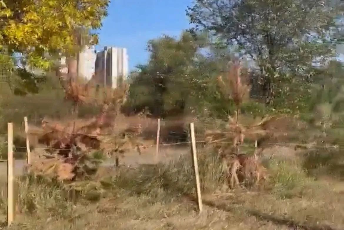 В «Национальной деревне» Оренбурга засохли новые сосны