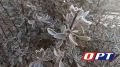 В Оренбургской области ожидаются заморозки