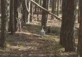 В Бузулукском бору глухарка не заметила инспектора и попала в кадр