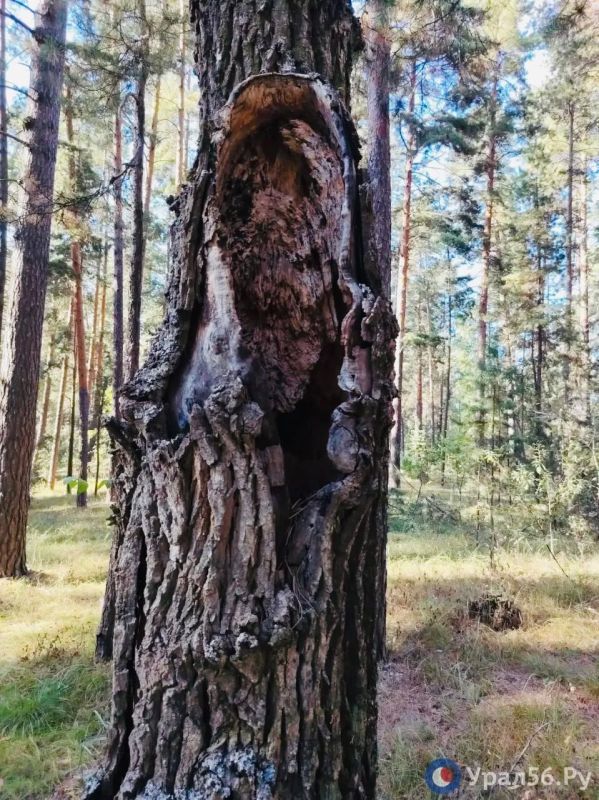 Осень в Бузулукском бору Осень в Бузулукском бору
