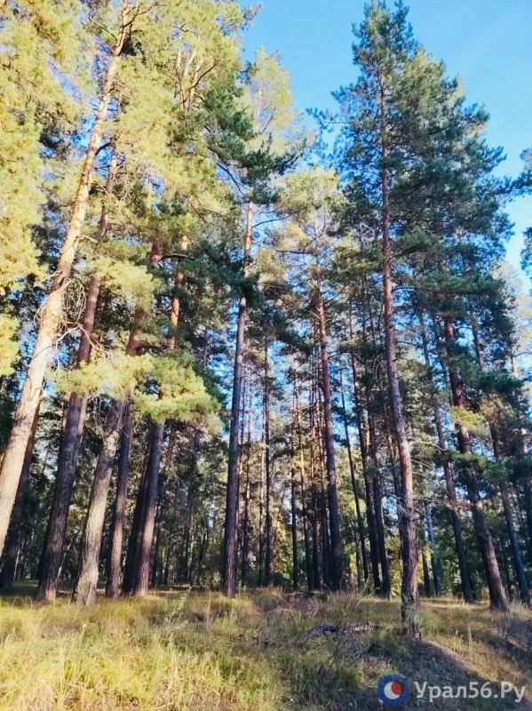Осень в Бузулукском бору Осень в Бузулукском бору