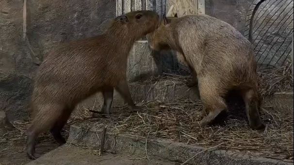 Невеста для Вени: в океанариум Оренбурга прибыла капибара Кроша