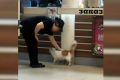 В Орске «Бургер Кинг» ищет выброшенного из ресторана кота