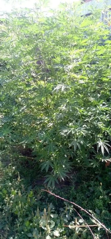 В Оренбурге полицейские ППС обнаружили наркотическое средство в доме местного жителя В Оренбурге полицейские ППС обнаружили наркотическое средство в доме местного жителя