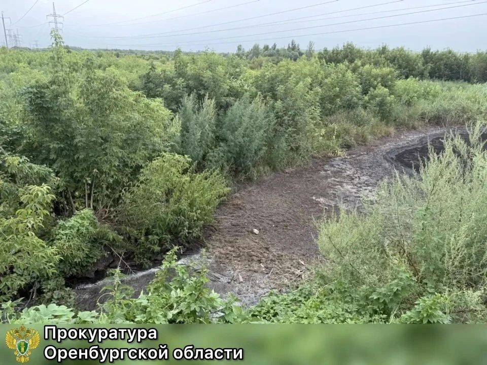 В Бугуруслане прокуратура добилась взыскания свыше 14 млн рублей с мясоперерабатывающего предприятия за сброс отходов IV класса опасности