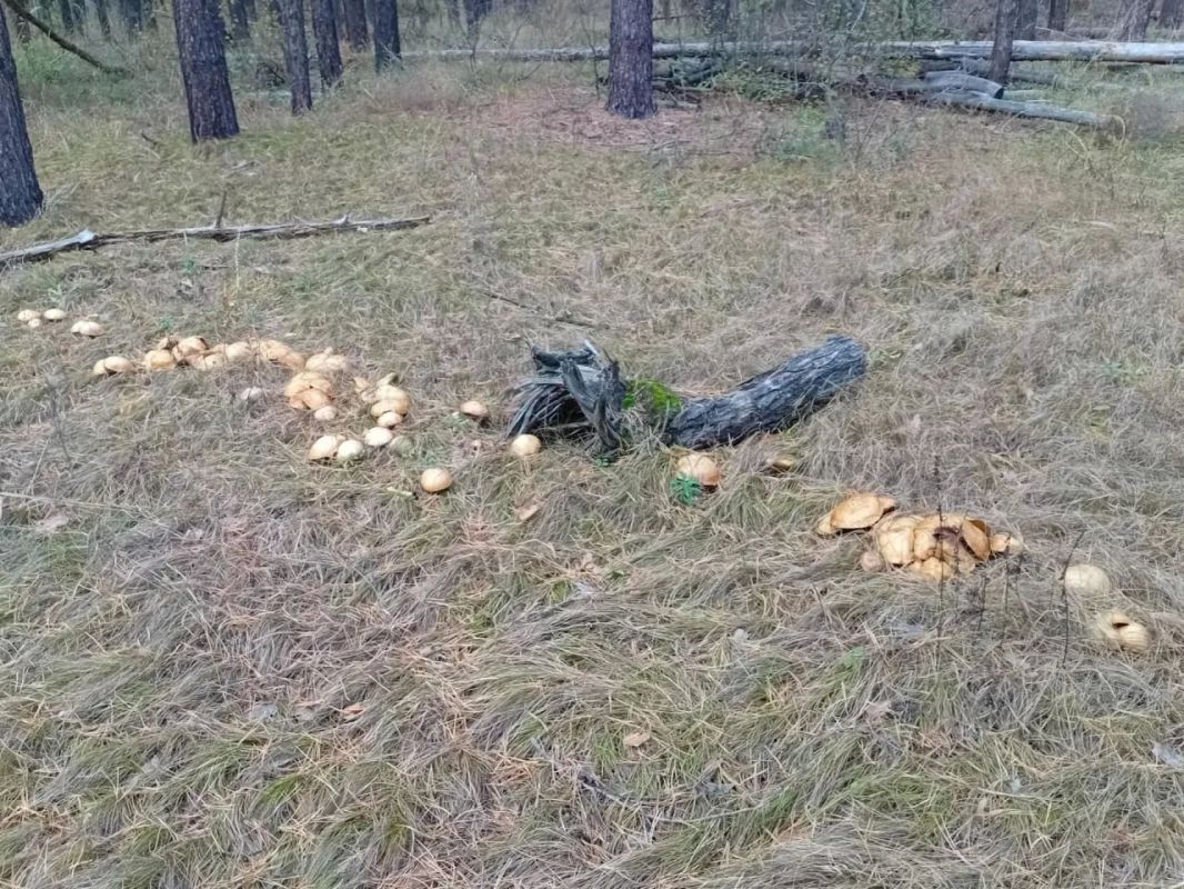 Не мистика, а природа: Ведьмин круг из грибов обнаружили в Бузулукском бору