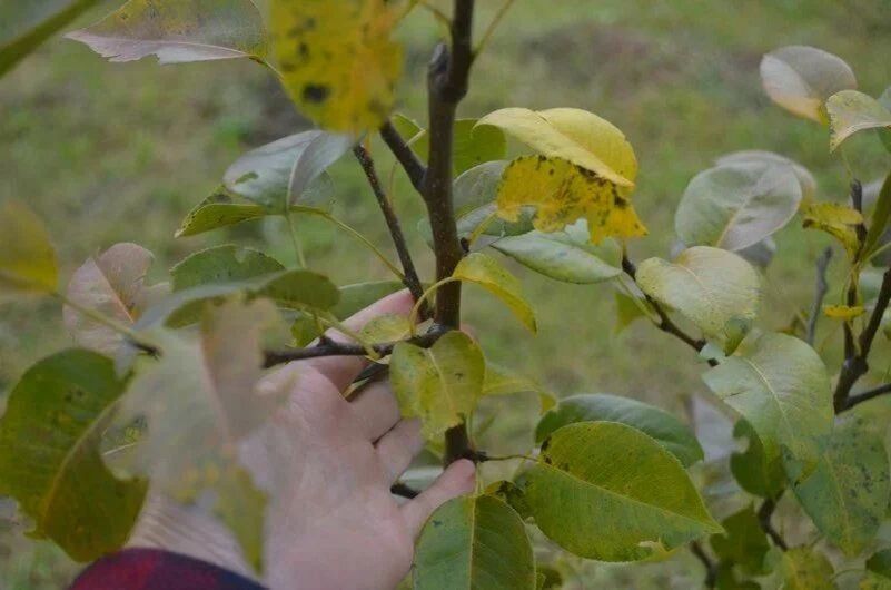 Осенняя борьба с ржавчиной на яблонях и грушах: как защитить ваши деревья