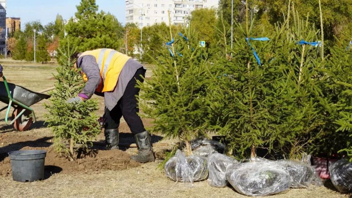 В сквере Прохоренко в Оренбурге высадили 31 молодую ель В сквере Прохоренко в Оренбурге высадили 31 молодую ель
