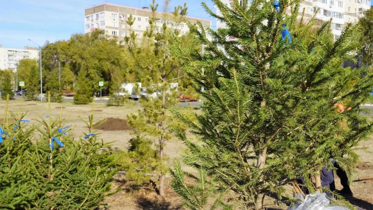 В Оренбурге сквер имени Александра Прохоренко украсила новая аллея В Оренбурге сквер имени Александра Прохоренко украсила новая аллея