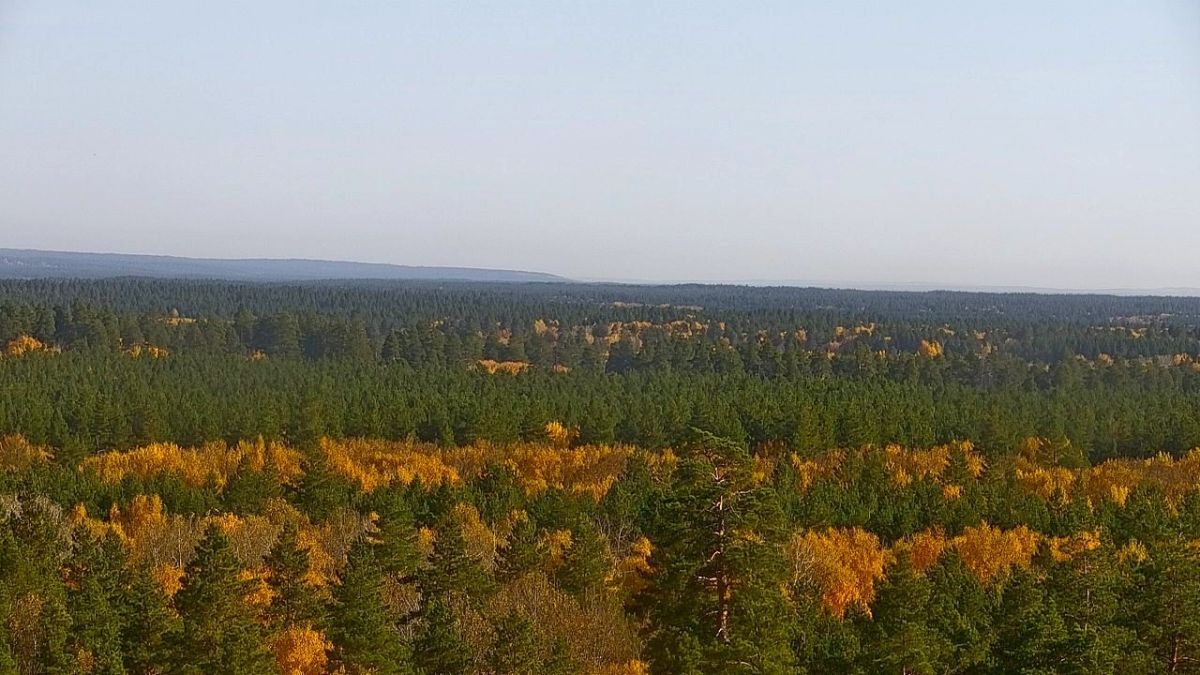 Золотая осень в Бузулукском бору Золотая осень в Бузулукском бору