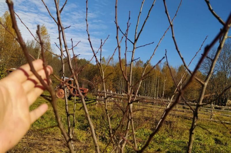 Уход за сливами осенью: основные ошибки садоводов и что с ними делать