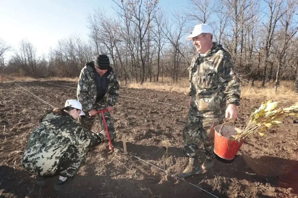 В Оренбуржье участники центрального мероприятия акции «Сохраним лес» высадили более двух тысяч сеянцев В Оренбуржье участники центрального мероприятия акции «Сохраним лес» высадили более двух тысяч сеянцев