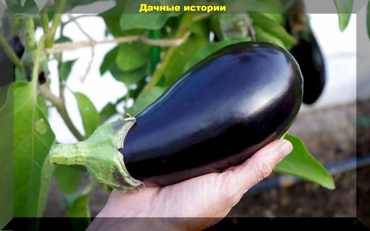 Секреты выбора лучших сортов баклажанов для домашних заготовок