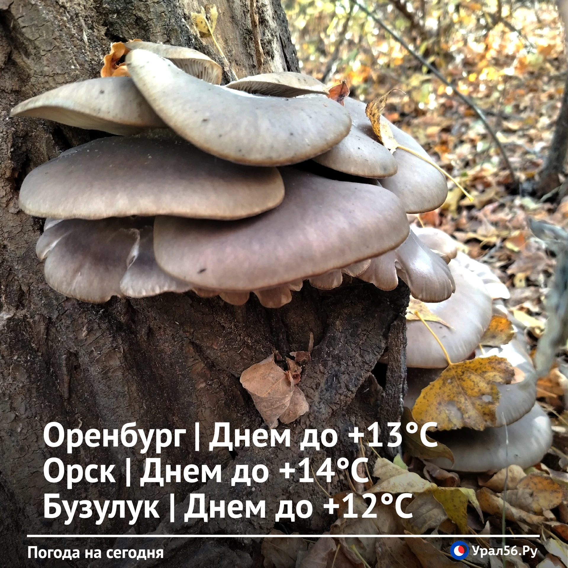 Доброе утро