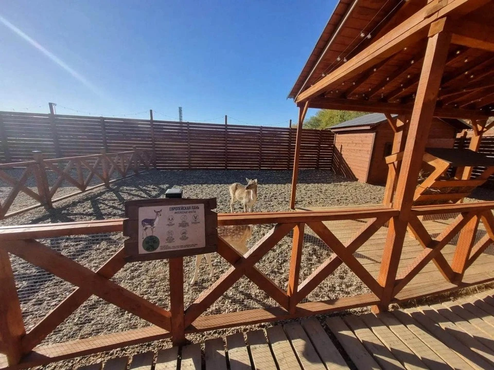 Альпаки вышли из тени: в оренбургском ТРЦ узаконили зоопарк
